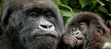 17 Days Rwanda Double Gorilla Trek Tanzania