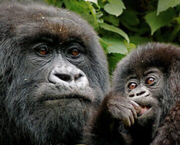 17 Days Rwanda Double Gorilla Trek, Tanzania and Kenya Wildlife Safari