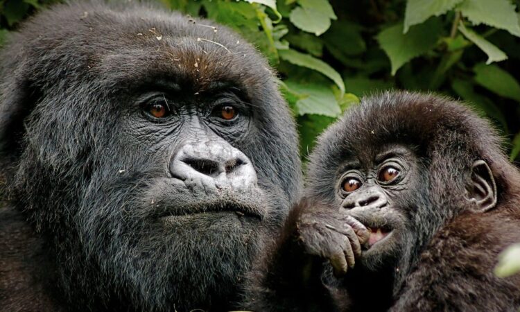 17 Days Rwanda Double Gorilla Trek Tanzania