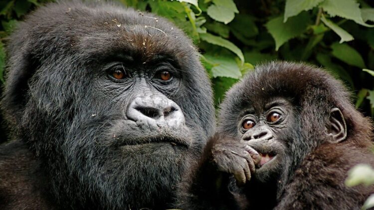 17 Days Rwanda Double Gorilla Trek Tanzania