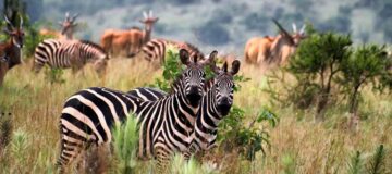 12 Days Uganda and Rwanda Combined Safari
