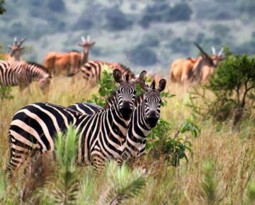 12 Days Uganda and Rwanda Combined Safari