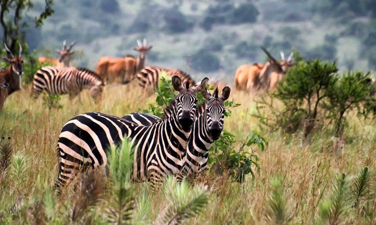 12 Days Uganda and Rwanda Combined Safari