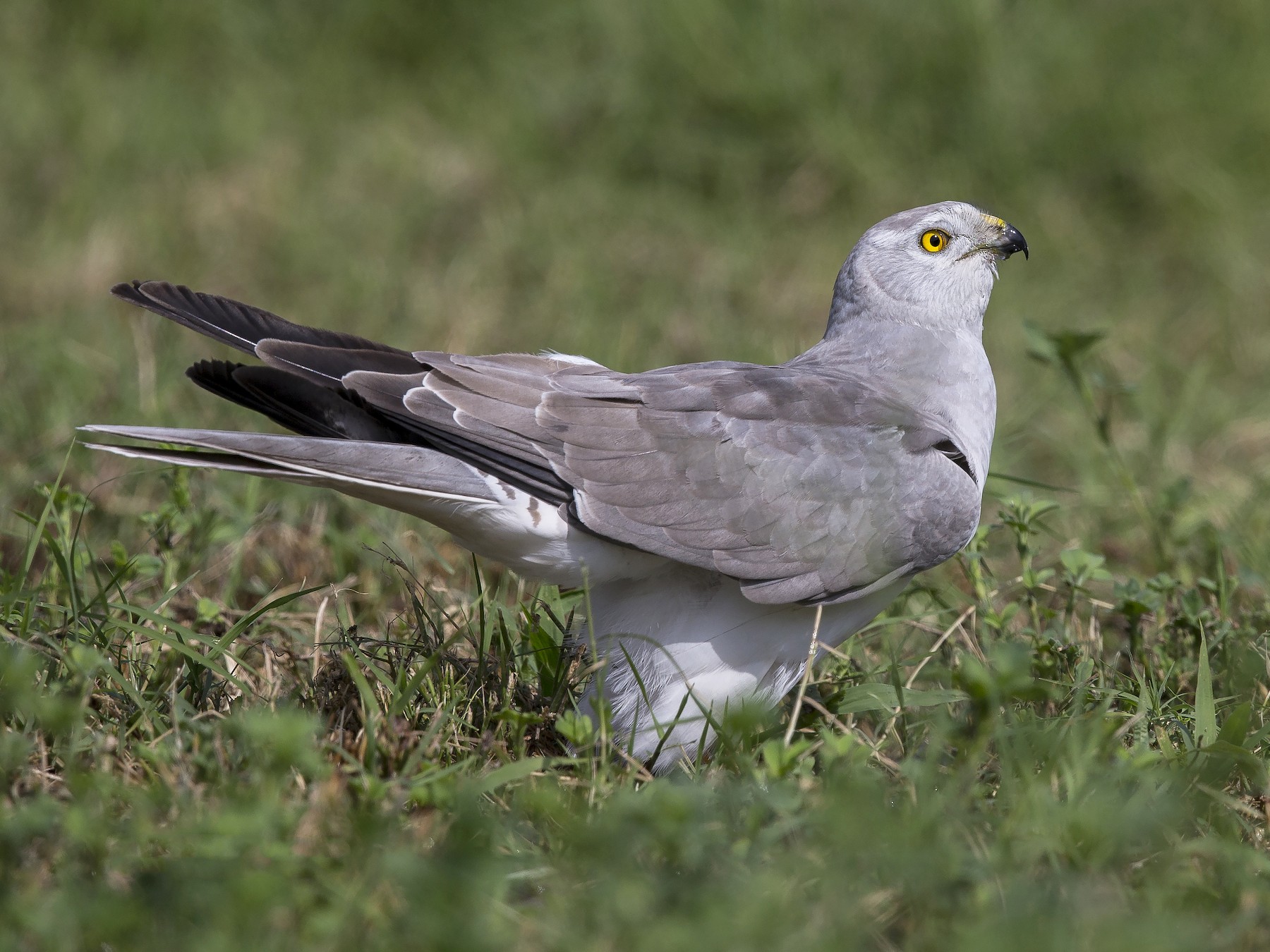 Uganda birding tours