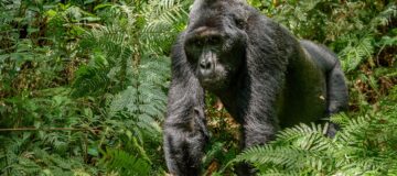 What is Included and Excluded in a Gorilla Habituation Permit