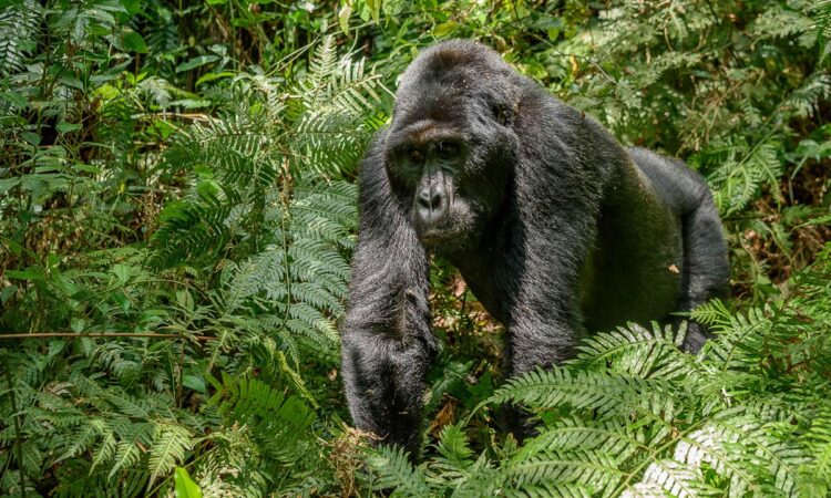 What is Included and Excluded in a Gorilla Habituation Permit