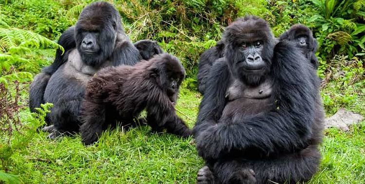 Luxury Gorilla Trekking Tours in Uganda