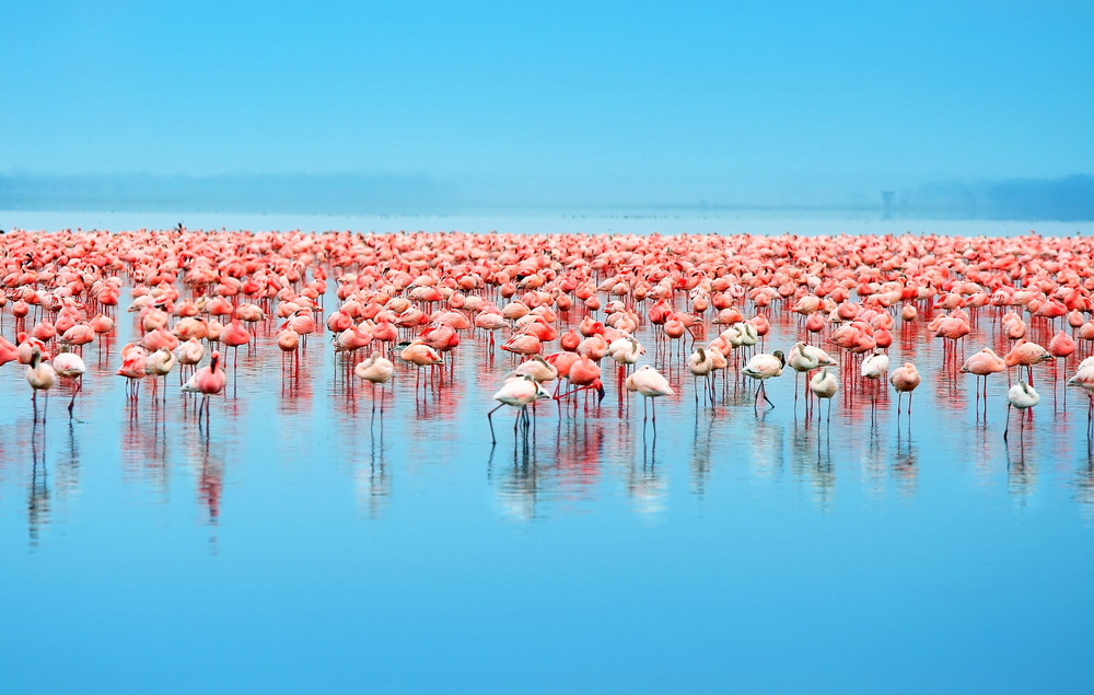 Safari experiences in Kenya