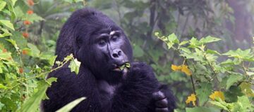 Luxury Gorilla Trekking Tours in Uganda