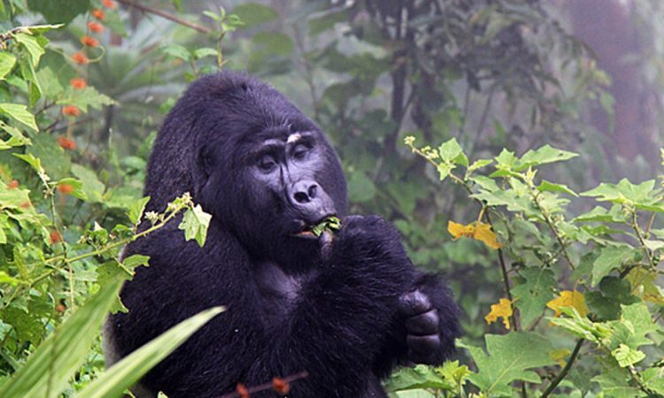 Luxury Gorilla Trekking Tours in Uganda