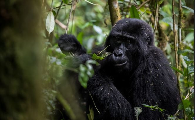 New Gorilla Trekking Prices in Uganda 2024