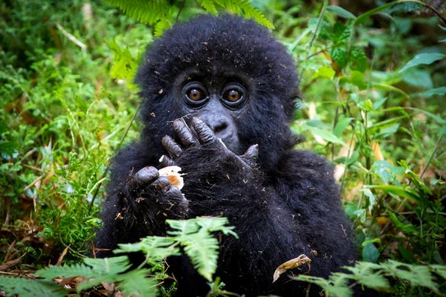 What Do Gorillas Eat