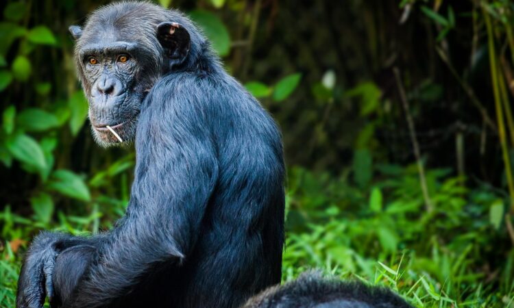 A Guide to Gorilla and Chimpanzee Trekking in Uganda 2026 - 2027