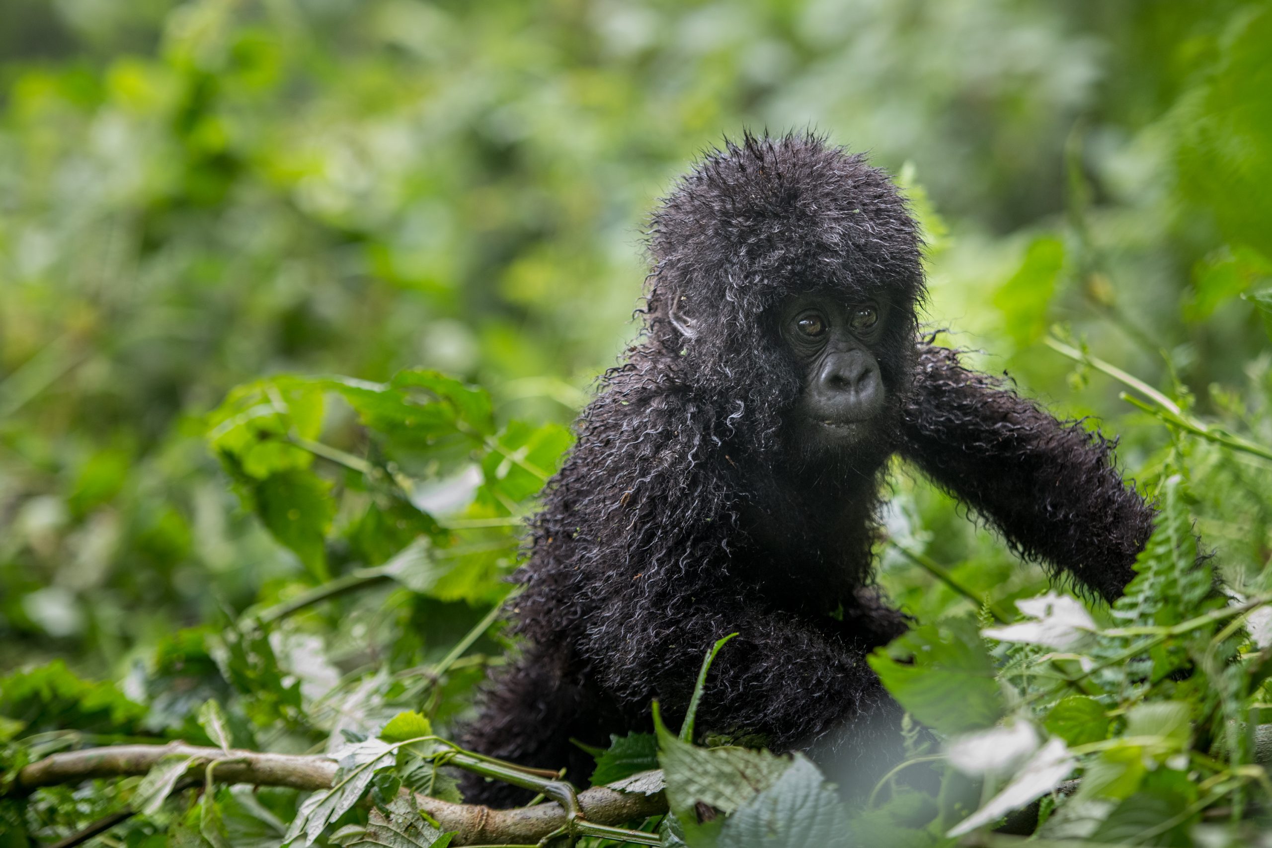 Conservation Of Mountain Gorillas