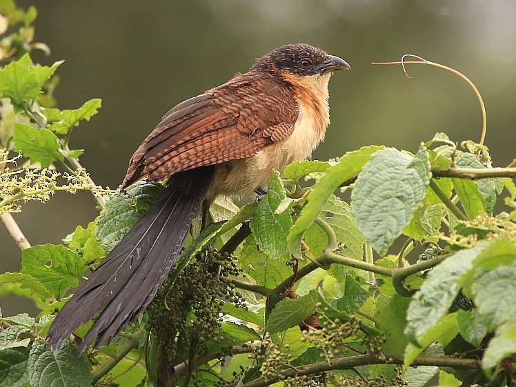 Bird Watching in Rwenzori Mountains National Park