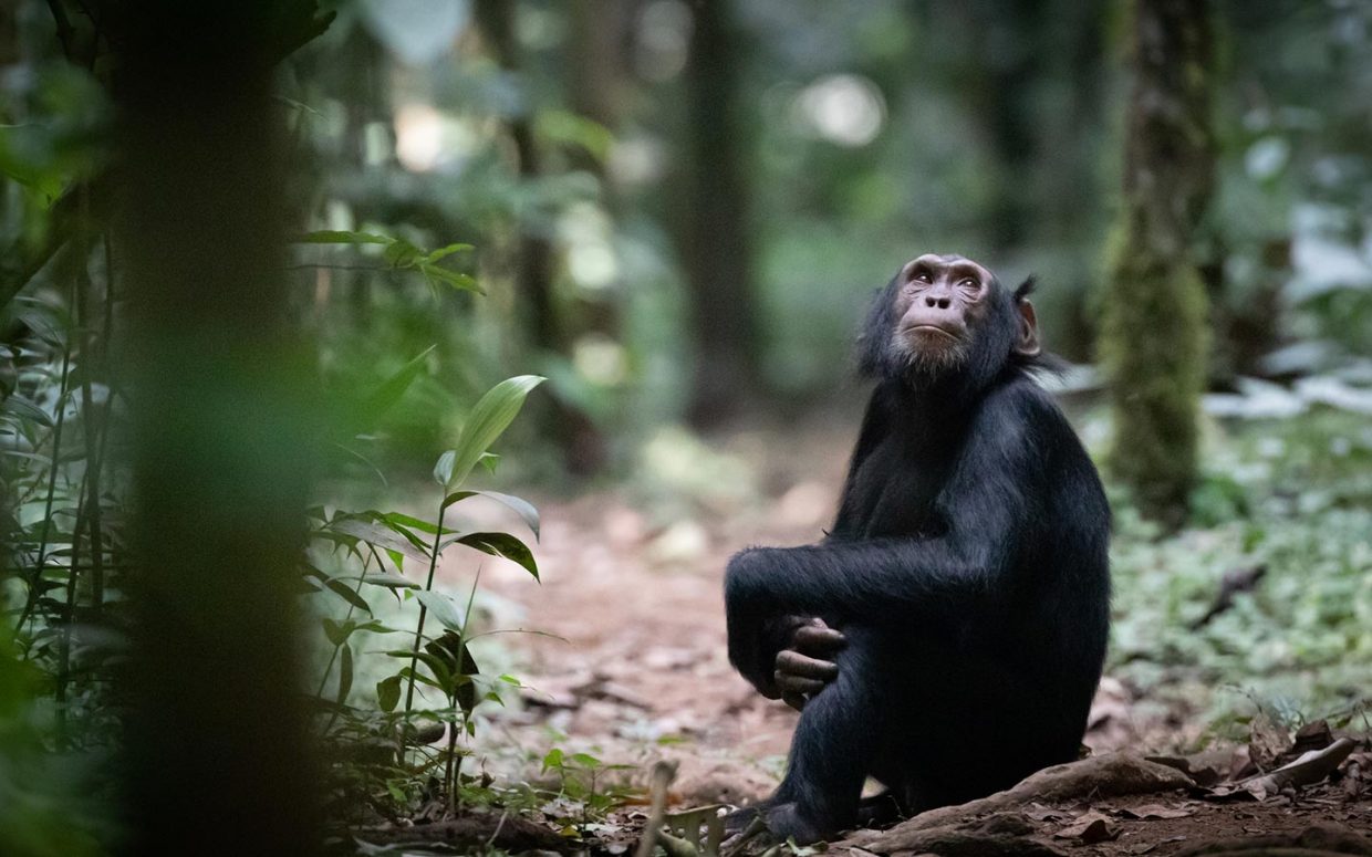 Cost of chimpanzee permits in Uganda