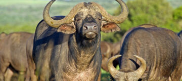 What to know about Tarangire National Park