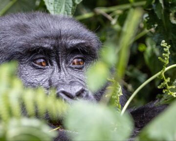 6 Days Rwanda Kayaking and Bwindi Gorilla Tour