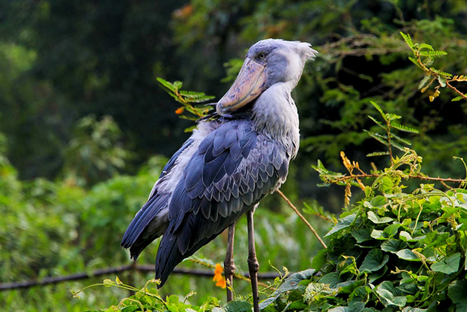 Birding in Mabamba wetlands