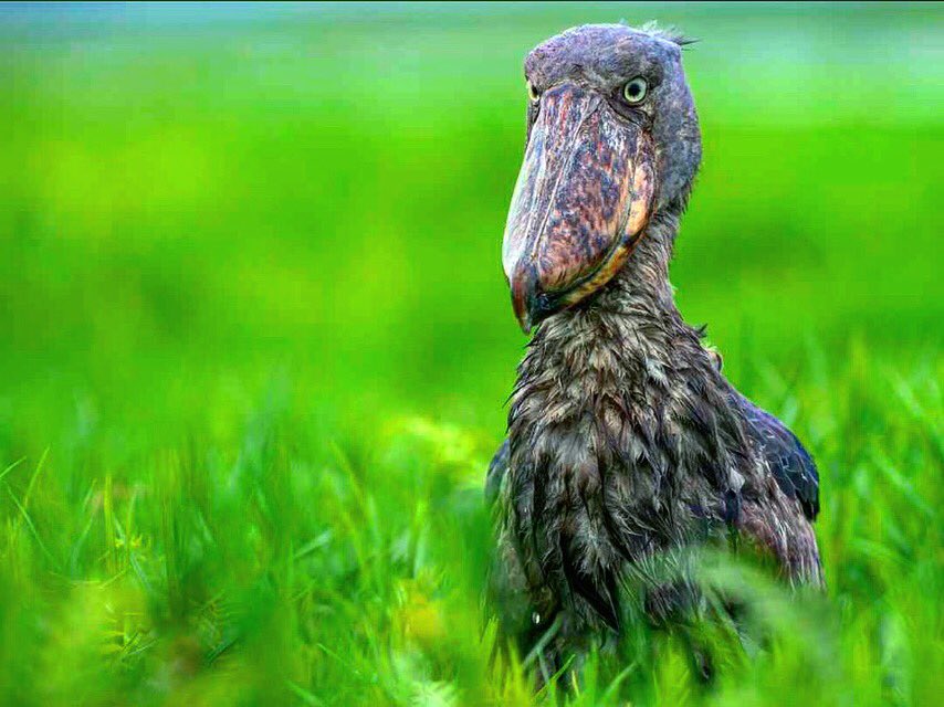 Birding in Mabamba wetlands