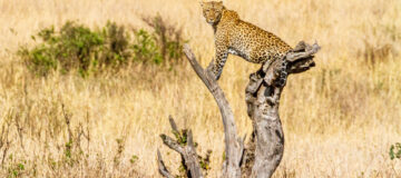 4 Days Kidepo Fly-In Wildlife Safari