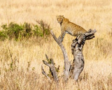 4 Days Kidepo Fly-In Wildlife Safari