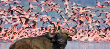 17 Days Uganda Kenya Safari Tour