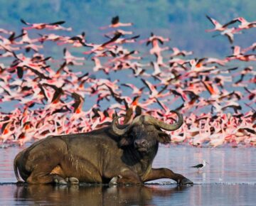 17 Days Uganda Kenya Safari Tour