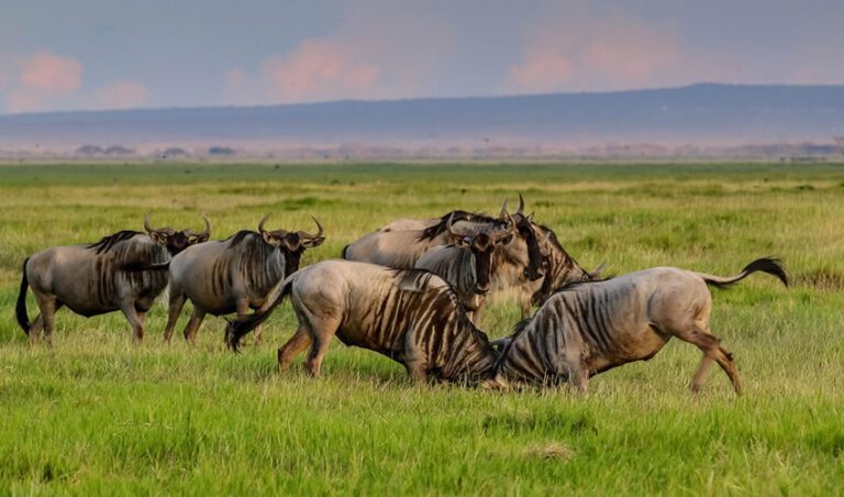 4 Days Masai Mara Wildlife Safari