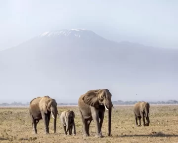 14 Days Explore Kenya, Tanzania and Zanzibar Safari