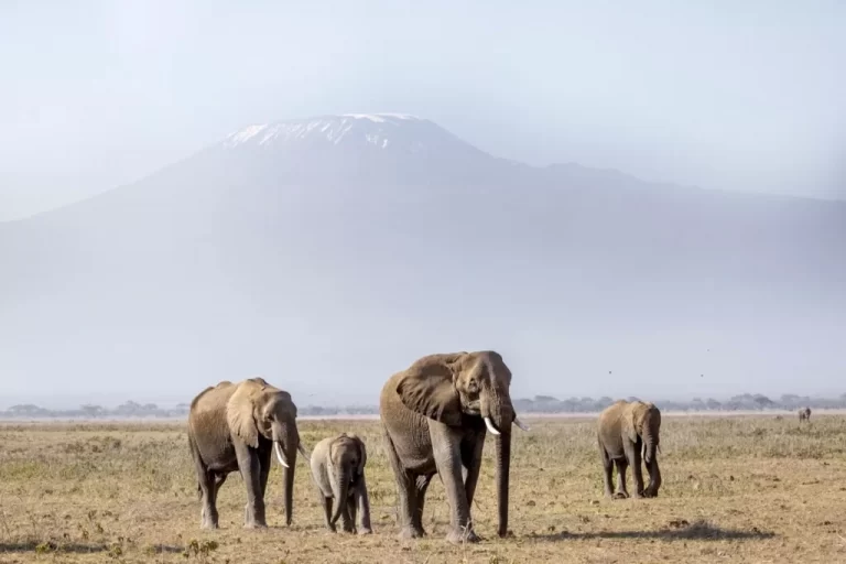 Amboseli National Park