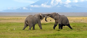 9 Days Kenya, Rwanda and Uganda Combined Safari