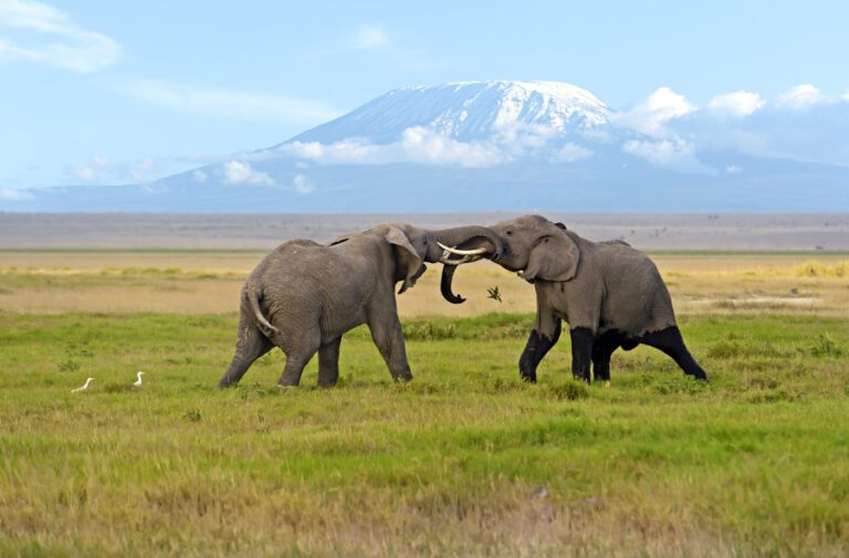 7 Days Kenya Exclusive Wildlife Safari