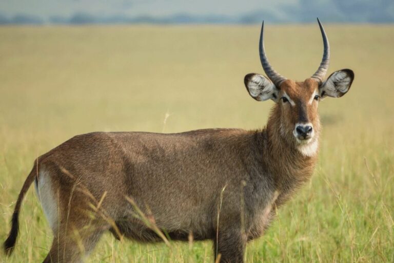 Bukora wildlife reserve