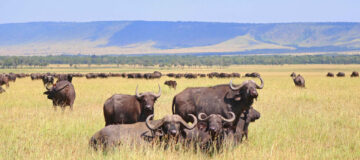 Activities to do in Ngorongoro Crater