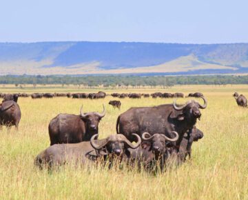 9 Days Budget Tanzania and Kenya Safari