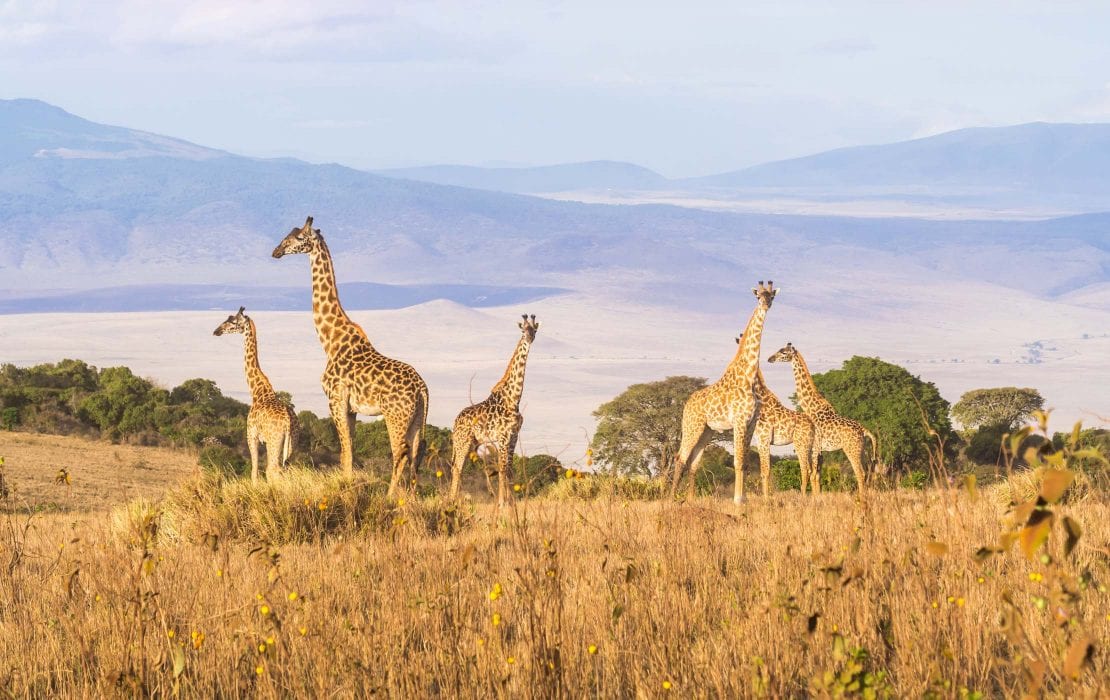 6 Days Tarangire, Serengeti and Ngorongoro Safari