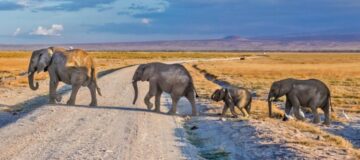 2 Days Fly-in Amboseli Wildlife Safari from Mombasa