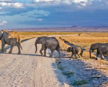 2 Days Fly-in Amboseli Wildlife Safari from Mombasa