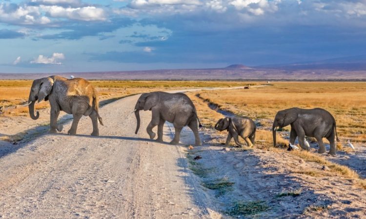 2 Days Fly-in Amboseli Wildlife Safari from Mombasa