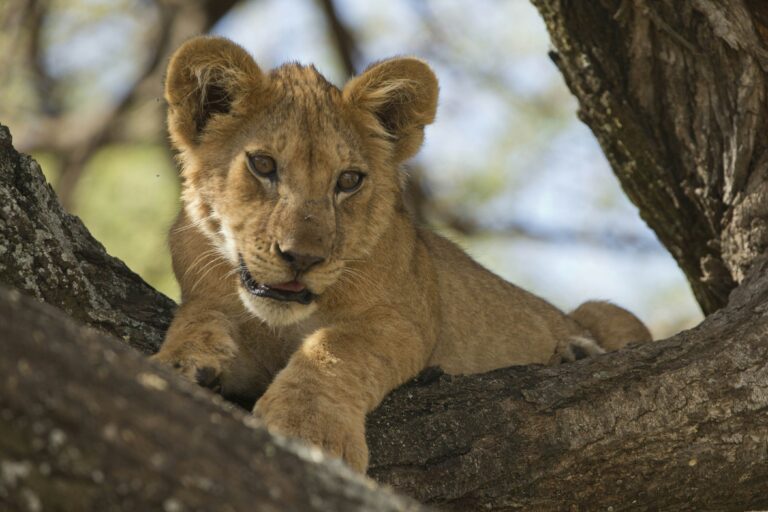 4 Days Tanzania Budget Wildlife Safari