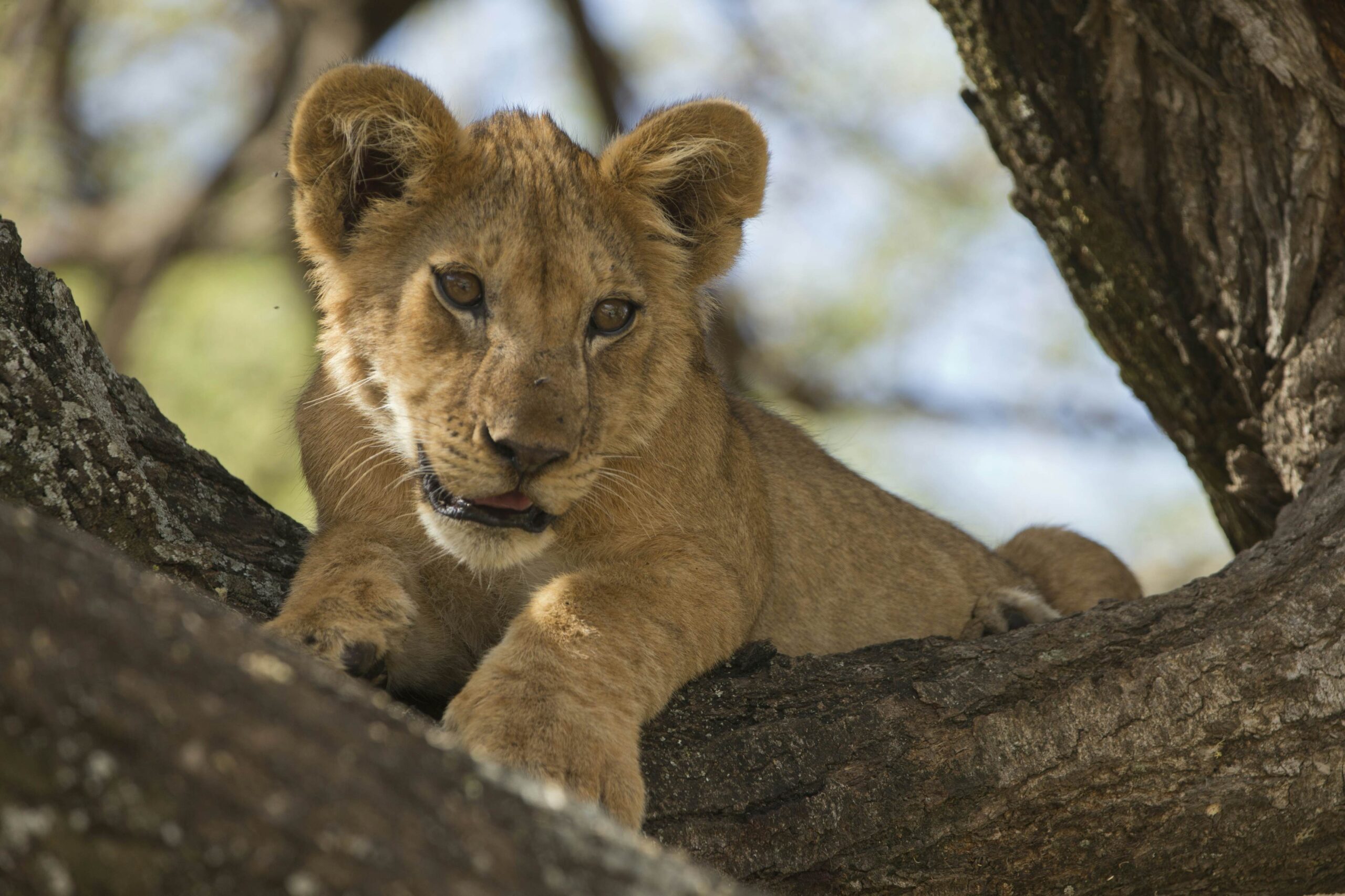 4 Days Tanzania Budget Wildlife Safari