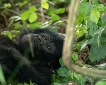 7 Days Rwanda Chimps and Gorilla Safari