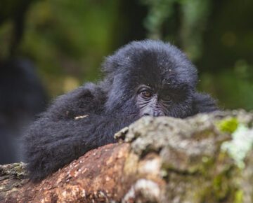 18 Days Uganda Classic Safari
