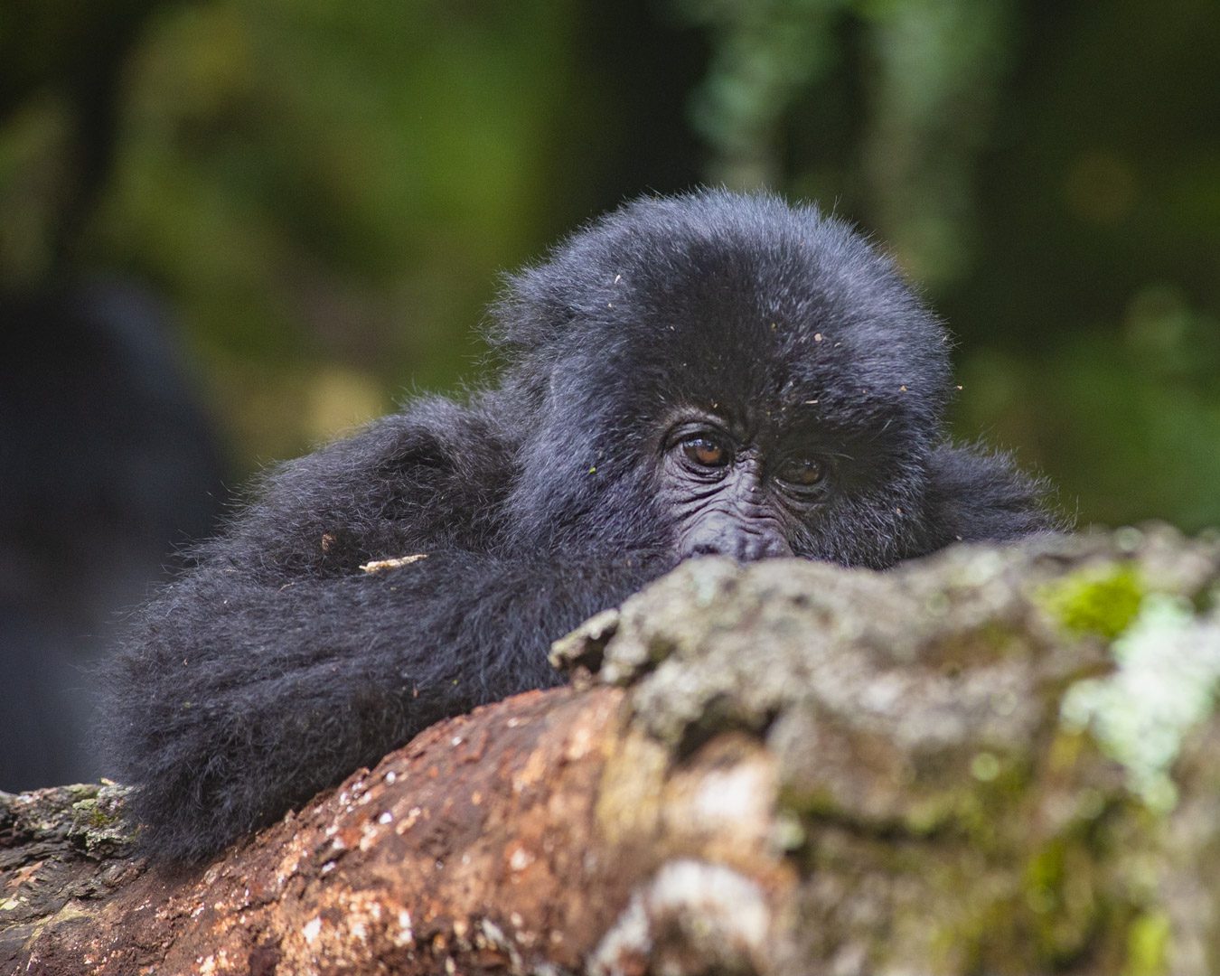 18 Days Uganda Classic Safari