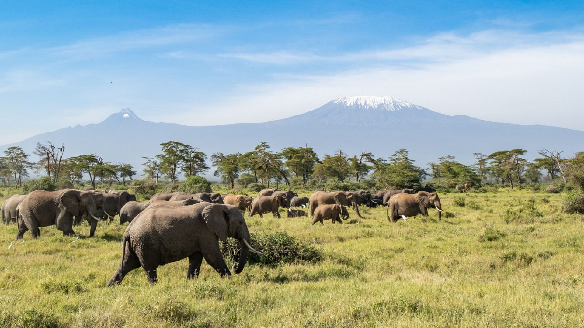 2 Days Fly-in Amboseli Wildlife Safari from Mombasa