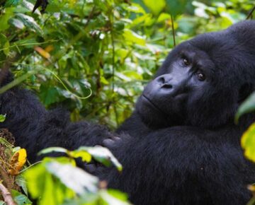 13 Days Uganda Safari Experience