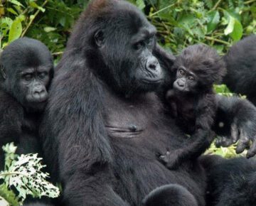 16 Days Uganda Wildlife and Cultural Safari