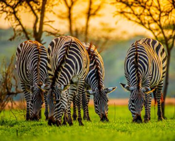 12 Days Best of Uganda Wildlife Safari