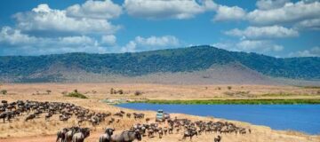 8 Days Serengeti Wildlife and Bwindi Gorilla Trek Safari